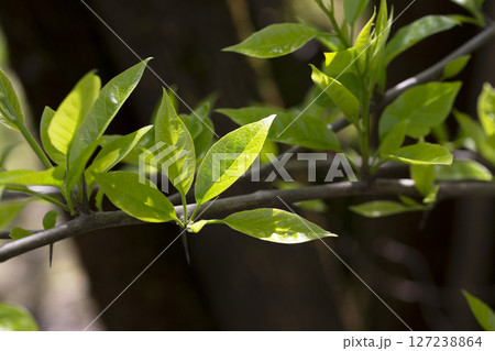 Spring leaves - fresh young spring leaves 127238864