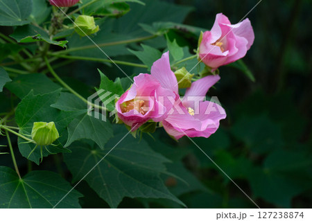 bright large pink flowers of Hibiscus mutabilis, in the garden, also known as the Confederate rose, Dixie rosemallow, cotton rose or cotton rosemallow. Summer background. bright large pink flowers of Hibiscus mutabilis, in the garden, also known as the Confederate rose, Dixie rosemallow, cotton rose or cotton rosemallow. Summer background. 127238874