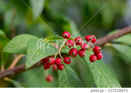 Red small fruits on a branch with green leaves. Cotoneaster salicifolius, the willow-leaved cotoneaster, is a drought-tolerant, evergreen to semi-evergreen, low-lying. Red small fruits on a branch with green leaves. Cotoneaster salicifolius, the willow-leaved cotoneaster, is a drought-tolerant, evergreen to semi-evergreen, low-lying. 127238875