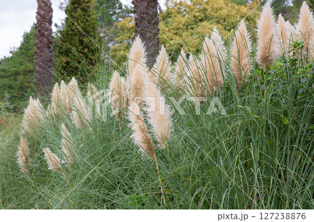 Abstract natural background of soft plants Cortaderia selloana. Pampas grass on a blurry bokeh, Abstract natural background of soft plants Cortaderia selloana. Pampas grass on a blurry bokeh, 127238876