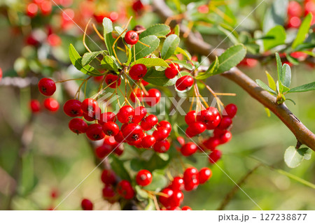Close-up of a fruiting shrub called Pyracantha coccinea. Firethorn berries, rosaceae evergreen shrub. Dog apple, China, the scarlet, European species or red firethorn. Small, bright red berries. Close-up of a fruiting shrub called Pyracantha coccinea. Firethorn berries, rosaceae evergreen shrub. Dog apple, China, the scarlet, European species or red firethorn. Small, bright red berries. 127238877