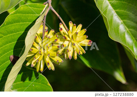 Happy tree (Camptotheca acuminata) close up. Called Cancer tree and Tree of life also. The fruits look like small bananas. 127238880
