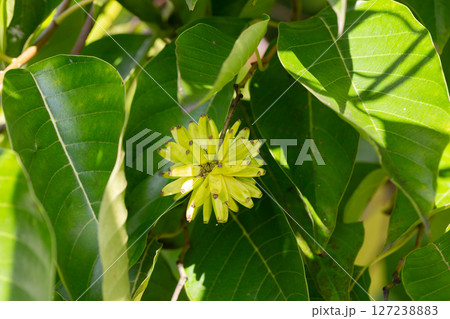 Happy tree (Camptotheca acuminata) close up. Called Cancer tree and Tree of life also. The fruits look like small bananas. 127238883