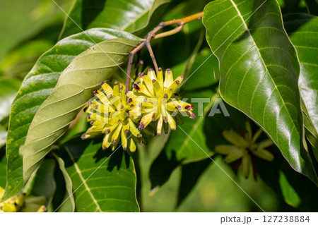 Happy tree (Camptotheca acuminata) close up. Called Cancer tree and Tree of life also. The fruits look like small bananas. Happy tree (Camptotheca acuminata) close up. Called Cancer tree and Tree of life also. The fruits look like small bananas. 127238884