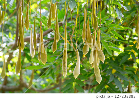 the pod that contains the seeds of the wisteria. Wisteria fruits on a branch in the garden close-up. the pod that contains the seeds of the wisteria. Wisteria fruits on a branch in the garden close-up. 127238885