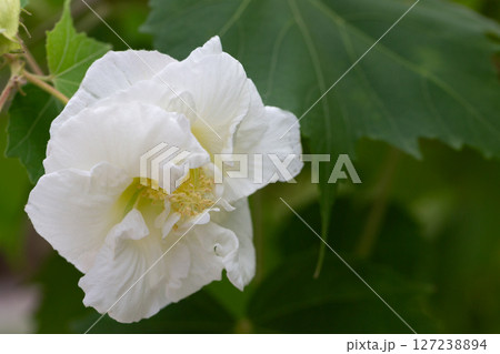 bright large white flowers of Hibiscus mutabilis, in the garden, also known as the Confederate rose, Dixie rosemallow, cotton rose or cotton rosemallow. Summer floral background. bright large white flowers of Hibiscus mutabilis, in the garden, also known as the Confederate rose, Dixie rosemallow, cotton rose or cotton rosemallow. Summer floral background. 127238894