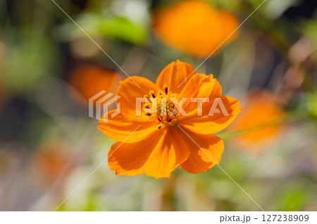 Callicarpa bodinieri the beautiful, or Beaudinier's beauty. A beautiful flower with orange petals in the garden on a blurred background. Callicarpa bodinieri the beautiful, or Beaudinier's beauty. A beautiful flower with orange petals in the garden on a blurred background. 127238909