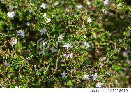 The Serissa japonica, or tree of a thousand stars, is an evergreen flowering shrub native to the tropical woodlands of Southeast Asia. Small white flowers on a bush in the garden, close-up. The Serissa japonica, or tree of a thousand stars, is an evergreen flowering shrub native to the tropical woodlands of Southeast Asia. Small white flowers on a bush in the garden, close-up. 127238910