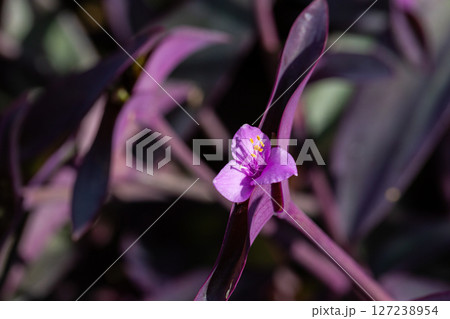 The purple heart flower Tradescantia pallida is a species of plant in the genus Tradescantia, close up The purple heart flower Tradescantia pallida is a species of plant in the genus Tradescantia, close up 127238954