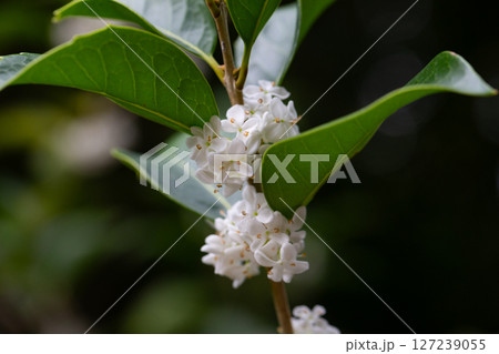 Osmanthus fragrans macro. Small white flowers on a branch in the garden selective focus. The fragrance of osmanthus flowers is used in perfumery. 127239055