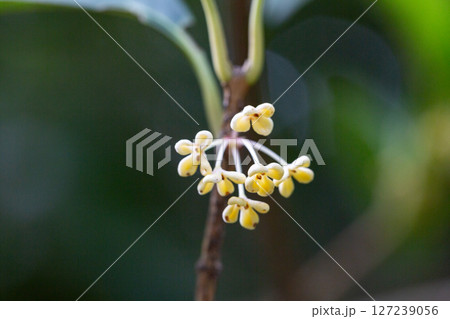 Osmanthus fragrans macro. Small yellow flowers on a branch in the garden selective focus. The fragrance of osmanthus flowers is used in perfumery. Osmanthus fragrans macro. Small yellow flowers on a branch in the garden selective focus. The fragrance of osmanthus flowers is used in perfumery. 127239056
