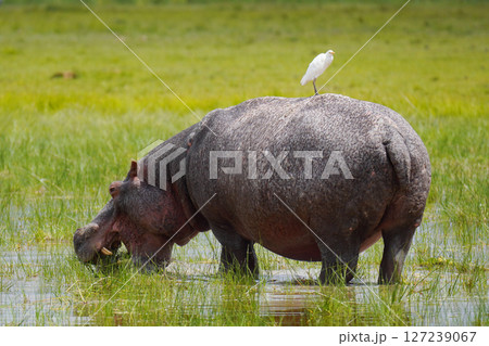 カバ カバ 127239067