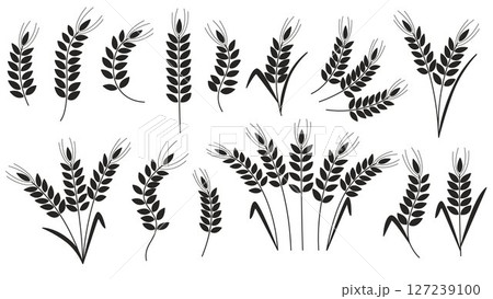 Black silhouette of ripe ears of cereal plants 127239100
