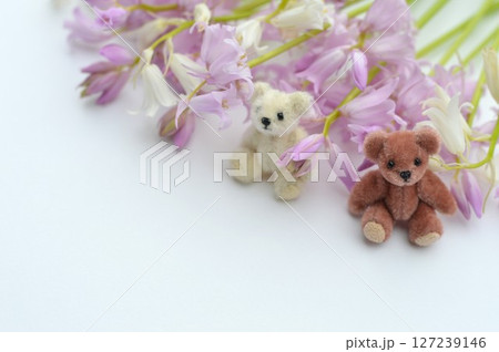 ピンクとのホワイトのシラーの花とテディベア ピンクとのホワイトのシラーの花とテディベア 127239146