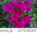 pink flower in garden 127239263
