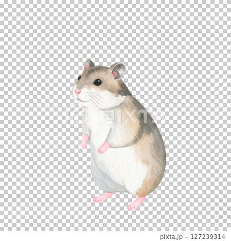 かわいいジャンガリアンハムスターのイラスト素材 127239314