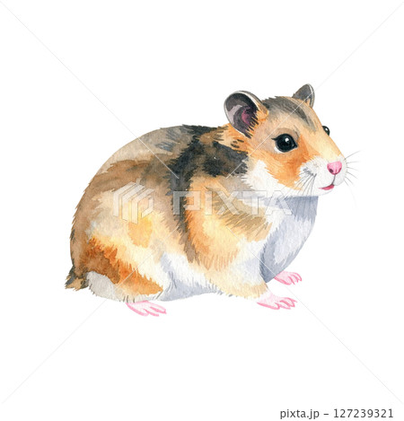 かわいいゴールデンハムスターのイラスト素材 127239321