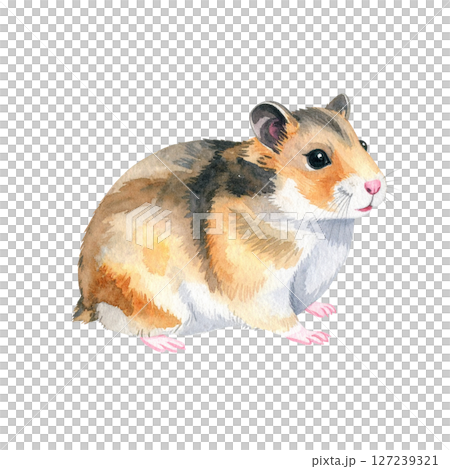 かわいいゴールデンハムスターのイラスト素材 127239321