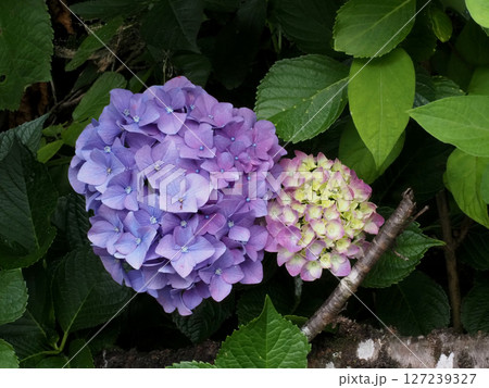 うす紫色と黄緑色のアジサイの花（源内山の紫陽花） 127239327