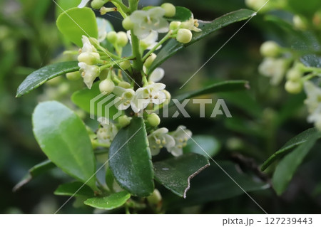 春の庭に咲く白い小さな花と緑色の光沢のある葉を持つマメツゲ 春の庭に咲く白い小さな花と緑色の光沢のある葉を持つマメツゲ 127239443