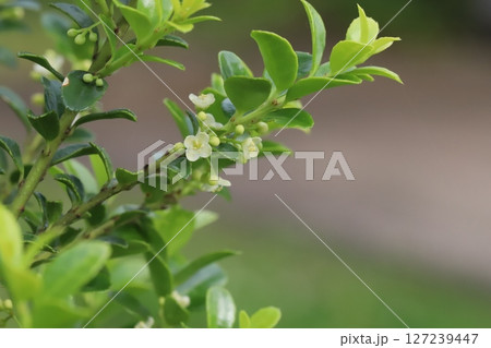 春の庭に咲く白い小さな花と緑色の光沢のある葉を持つマメツゲ 127239447
