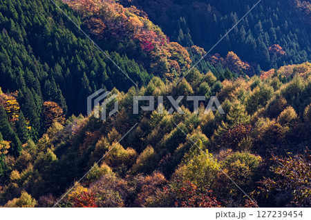 西上州・立岩から見る紅葉の山並み 127239454