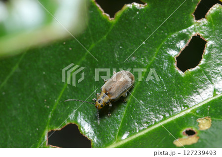 サンゴジュの葉を食い荒らす害虫・サンゴジュハムシの成虫(自然環境下ストロボマクロ撮影) サンゴジュの葉を食い荒らす害虫・サンゴジュハムシの成虫(自然環境下ストロボマクロ撮影) 127239493