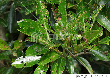 害虫・サンゴジュハムシ成虫に無残に食い荒らされたサンゴジュの枝葉(自然環境下ストロボマクロ撮影) 害虫・サンゴジュハムシ成虫に無残に食い荒らされたサンゴジュの枝葉(自然環境下ストロボマクロ撮影) 127239494