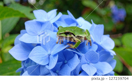 青い紫陽花に佇むアマガエル/梅雨2 127239704