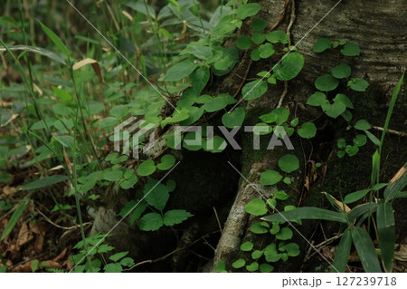 木の根に生える植物の葉 木の根に生える植物の葉 127239718