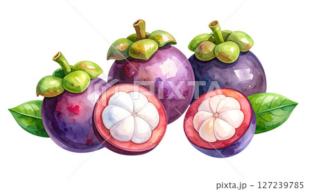 マンゴスチンのイラスト素材 127239785