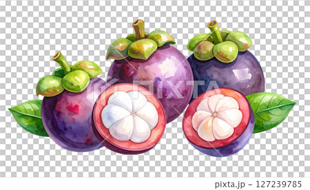 マンゴスチンのイラスト素材 127239785