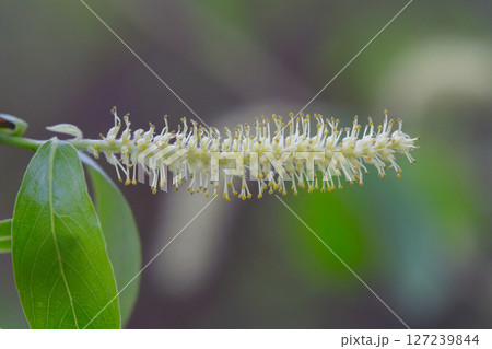 Flower of the whte willow (Salix alba) in spring 127239844