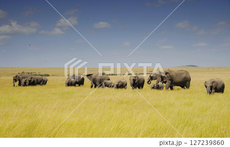 アフリカゾウ 127239860