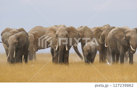 アフリカゾウ アフリカゾウ 127239862