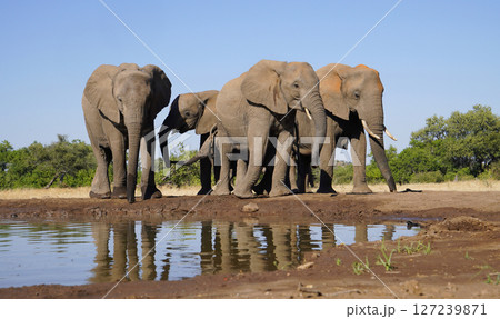 アフリカゾウ 127239871