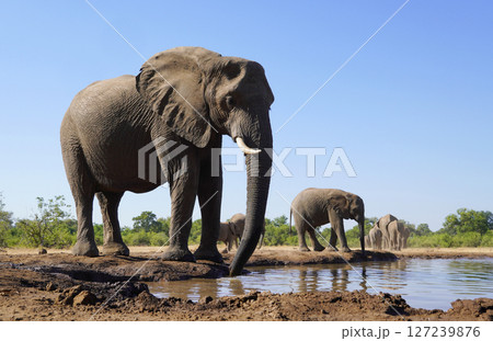 アフリカゾウ 127239876