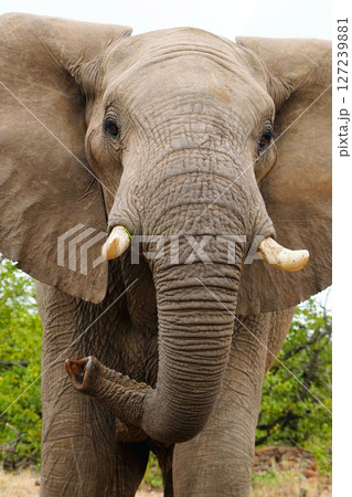 アフリカゾウ アフリカゾウ 127239881