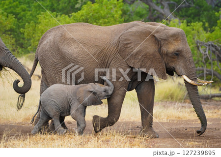 アフリカゾウ 127239895