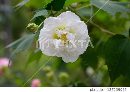 bright large white flowers of Hibiscus mutabilis, in the garden, also known as the Confederate rose, Dixie rosemallow, cotton rose or cotton rosemallow. Summer floral background. bright large white flowers of Hibiscus mutabilis, in the garden, also known as the Confederate rose, Dixie rosemallow, cotton rose or cotton rosemallow. Summer floral background. 127239925