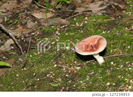 苔生える林内の土壌に一本のピンクと白色のベニタケ属キノコ(自然環境下菌・キノコ類マクロ撮影) 苔生える林内の土壌に一本のピンクと白色のベニタケ属キノコ(自然環境下菌・キノコ類マクロ撮影) 127239933