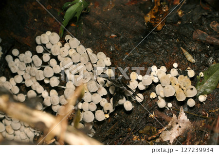 梅雨、湿潤な林内で群生するイヌセンボンタケキノコ(自然環境下菌・キノコ類ストロボマクロ撮影) 梅雨、湿潤な林内で群生するイヌセンボンタケキノコ(自然環境下菌・キノコ類ストロボマクロ撮影) 127239934