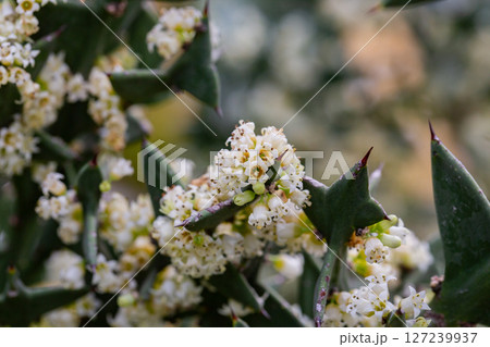 Colletia cruciform (Cruciata gillies and hook) macro. a shrub with linear leaflets and lateral shoots arranged in a criss-cross pattern. 127239937