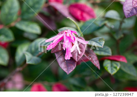 Botanical collection, pink flowers of Loropetalum chinense close up Botanical collection, pink flowers of Loropetalum chinense close up 127239947