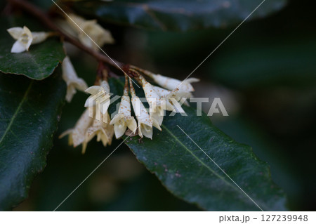 Elaeagnus pungens is a shade-tolerant, drought-tolerant plant. It is used in decorative and garden construction. Small white flowers thorny elaeagnus. Elaeagnus pungens is a shade-tolerant, drought-tolerant plant. It is used in decorative and garden construction. Small white flowers thorny elaeagnus. 127239948
