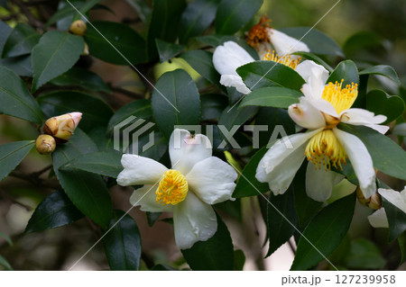 Autumn Flowering Camellia sasanqua 'Plantation Pink' Evergreen Shrub. The leaves and fruits of this camellia contain a large amount of essential oils, which are used for the manufacture of perfumes Autumn Flowering Camellia sasanqua 'Plantation Pink' Evergreen Shrub. The leaves and fruits of this camellia contain a large amount of essential oils, which are used for the manufacture of perfumes 127239958