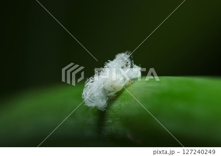 白綿に包まれるチュウゴクアミガサハゴロモ幼虫 127240249