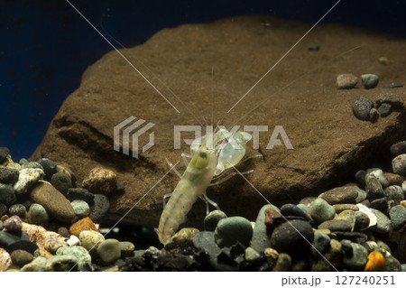 テッポウエビ　エビ　pistol shrimp 127240251