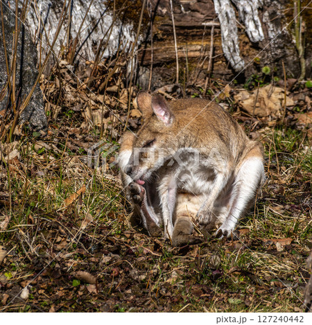 The agile wallaby, Macropus agilis also known as the sandy wallaby 127240442