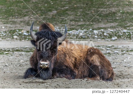 American buffalo known as bison, Bos bison in a german park 127240447